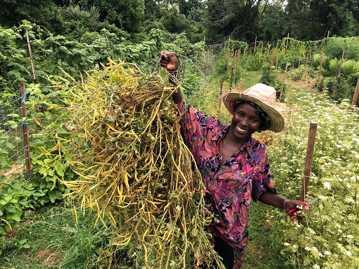 Akoth Ambugo, keynote speaker, harvesting Dek, an indigenous Kenyan vegetable. Photo credit: Owen Taylor of Truelove Seeds