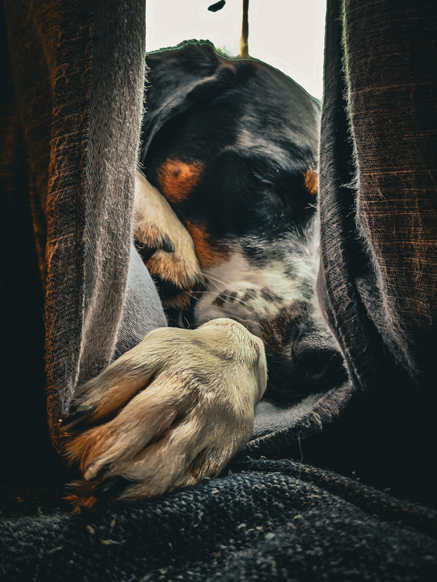 A photo of a sleeping dog taken from behind two parted curtains.